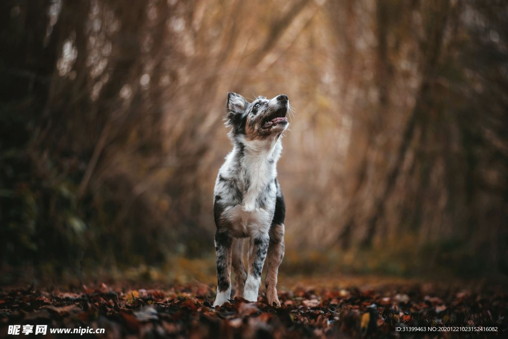 动物 宠物 狗 猫