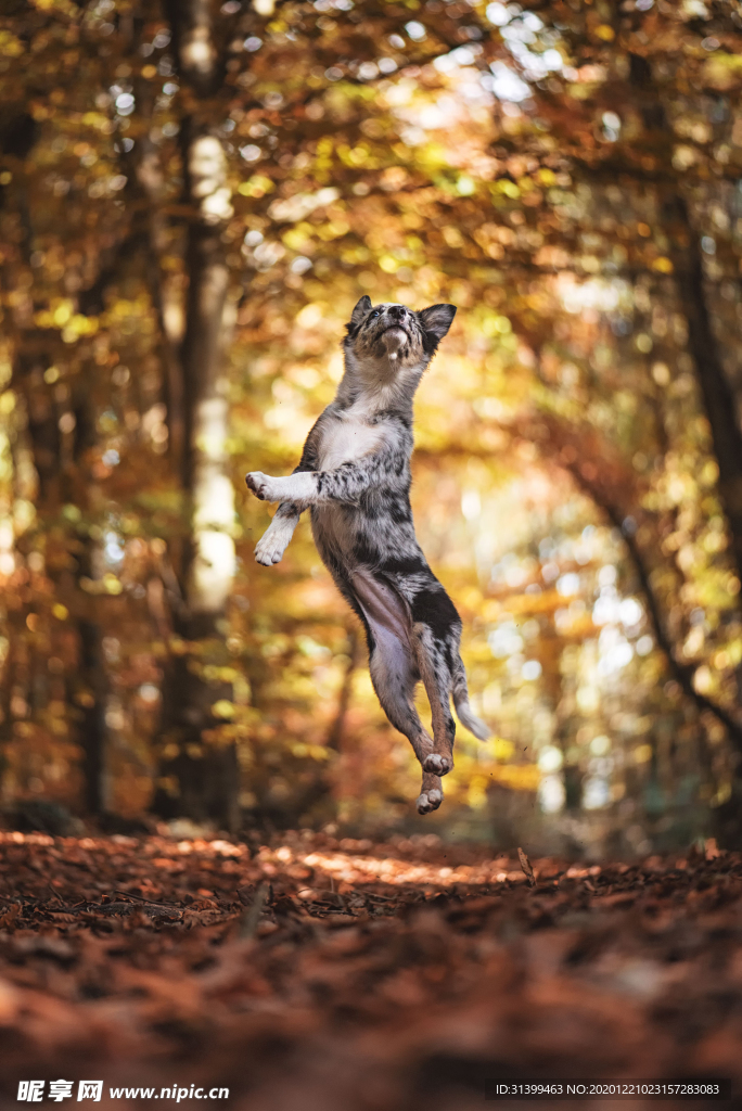 动物 宠物 狗 猫