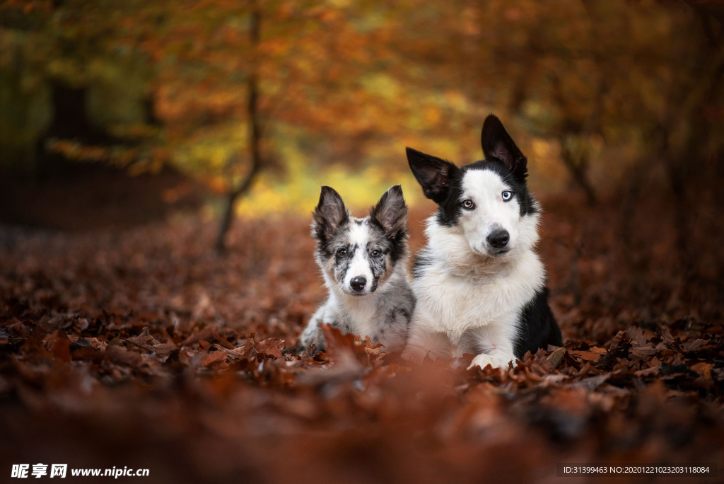 动物 宠物 狗 猫