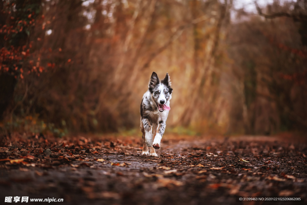 动物 宠物 狗 猫