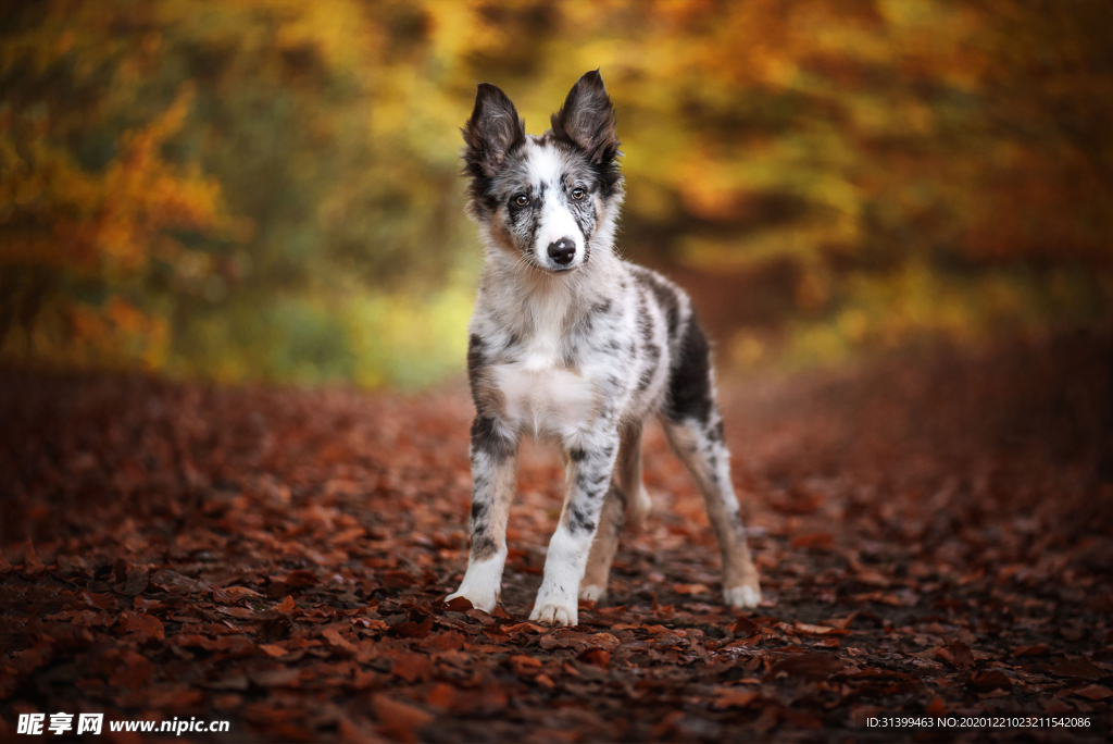 动物 宠物 狗 猫