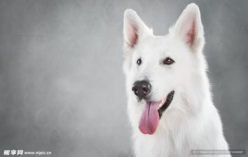 动物 宠物 狗 猫