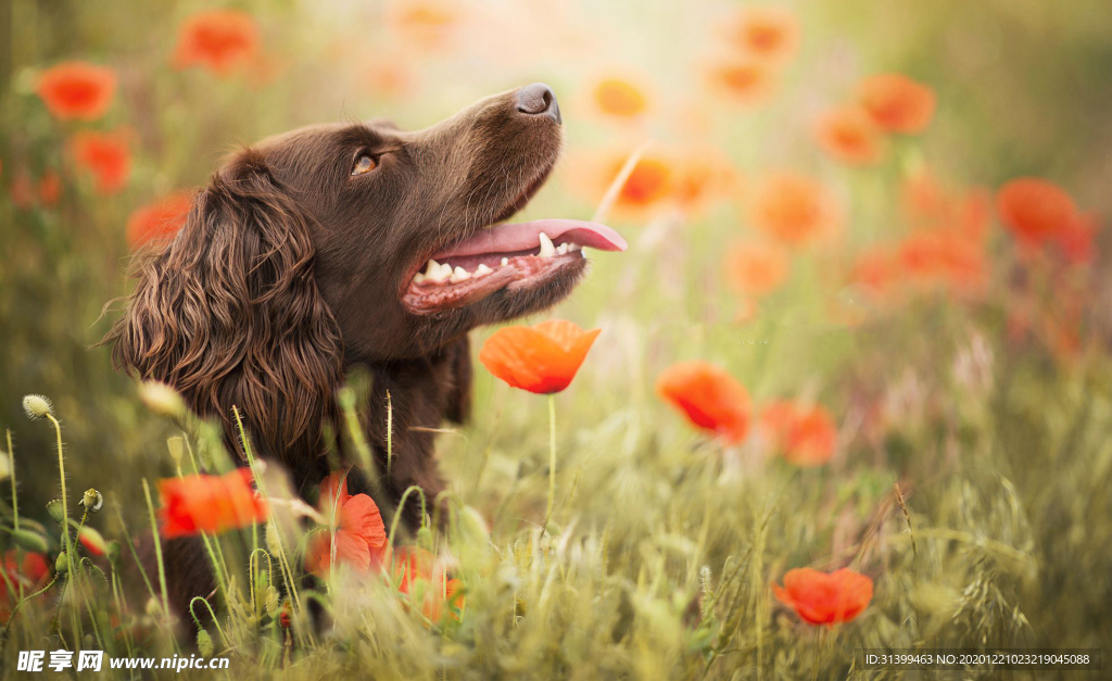 动物 宠物 狗 猫