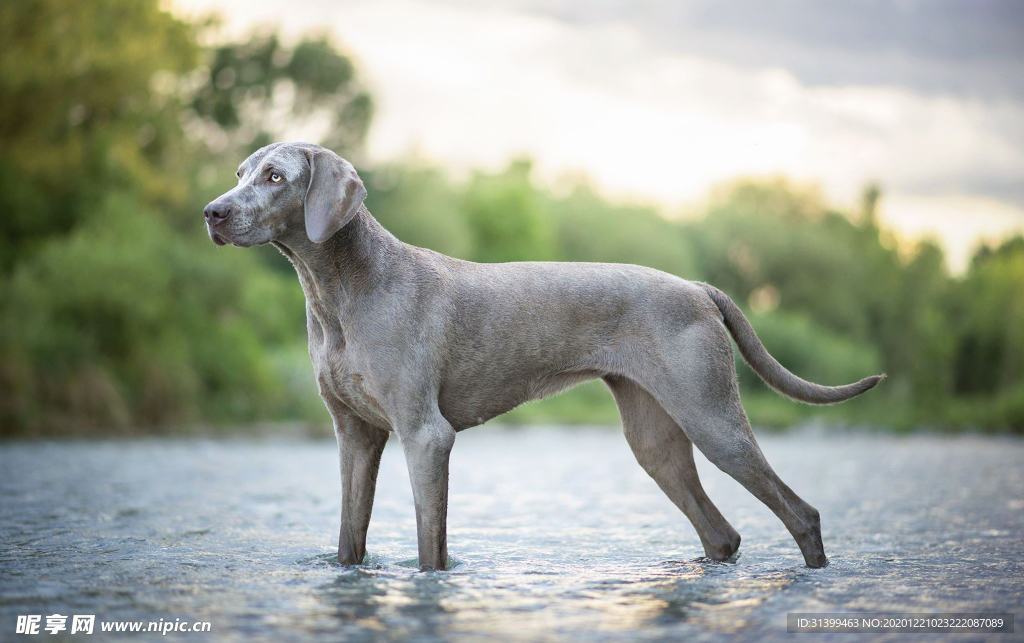 动物 宠物 狗 猫