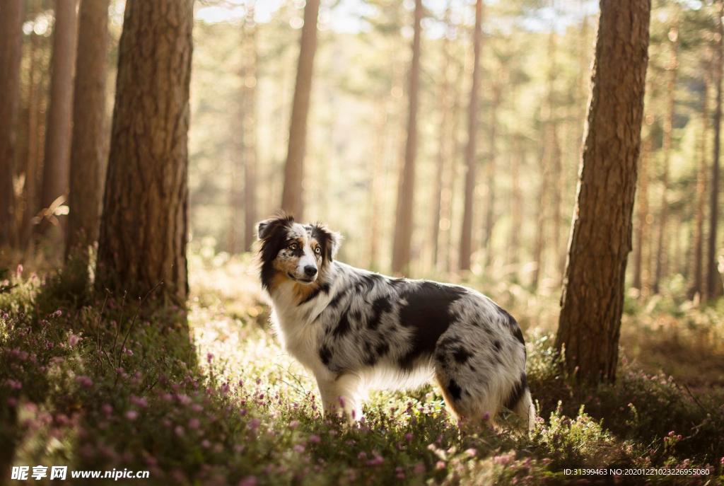 动物 宠物 狗 猫