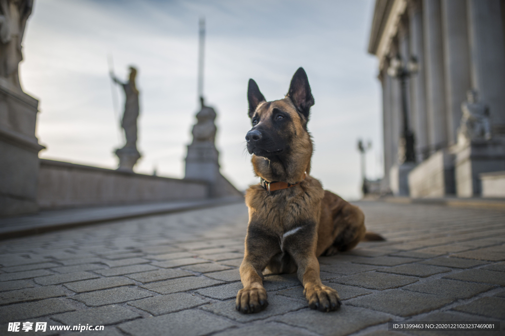 动物 宠物 狗 猫