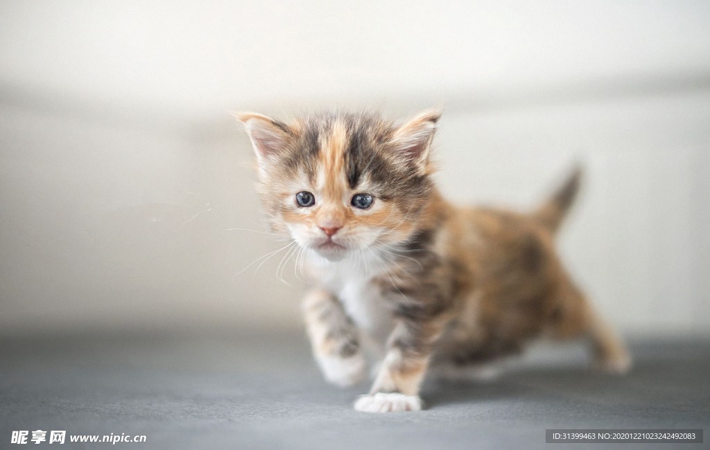 动物 宠物 狗 猫