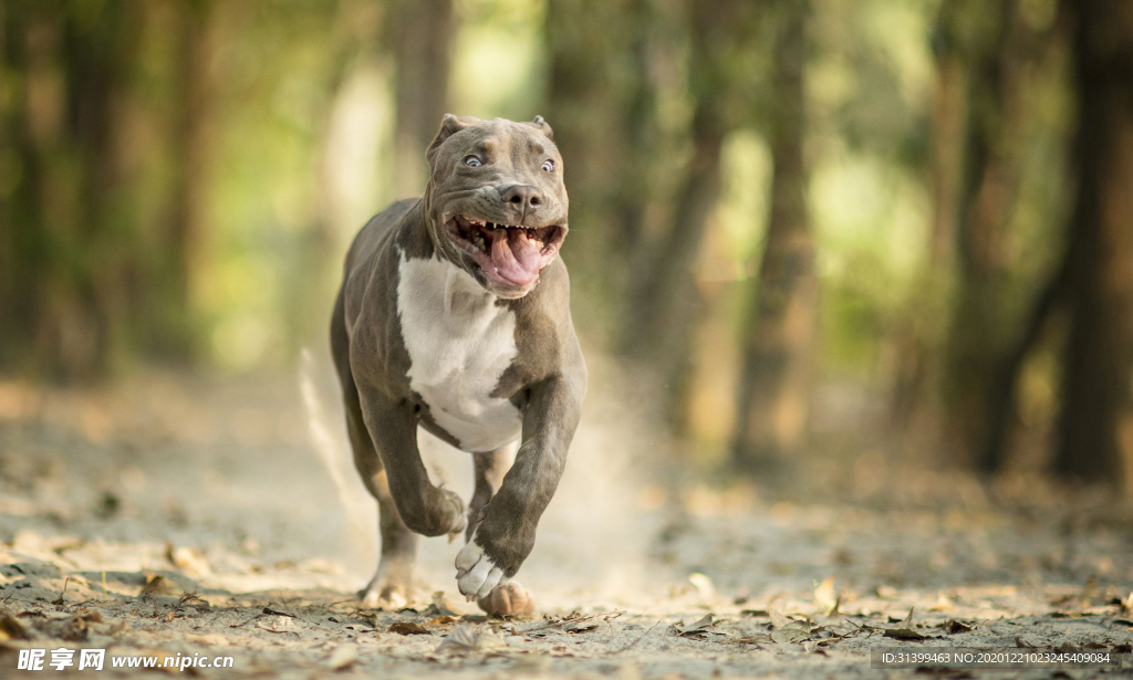 动物 宠物 狗 猫