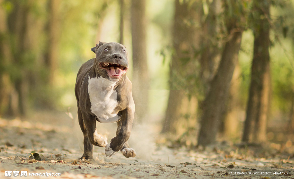 动物 宠物 狗 猫