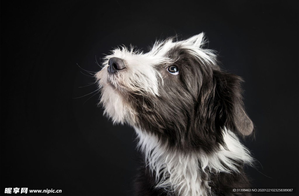 动物 宠物 狗 猫