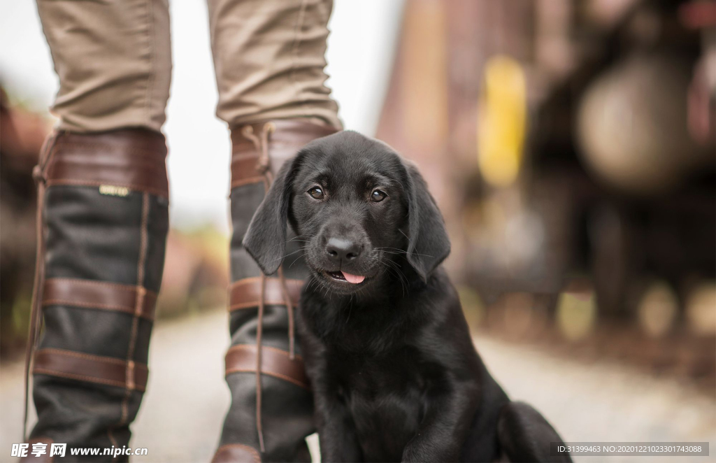 动物 宠物 狗 猫