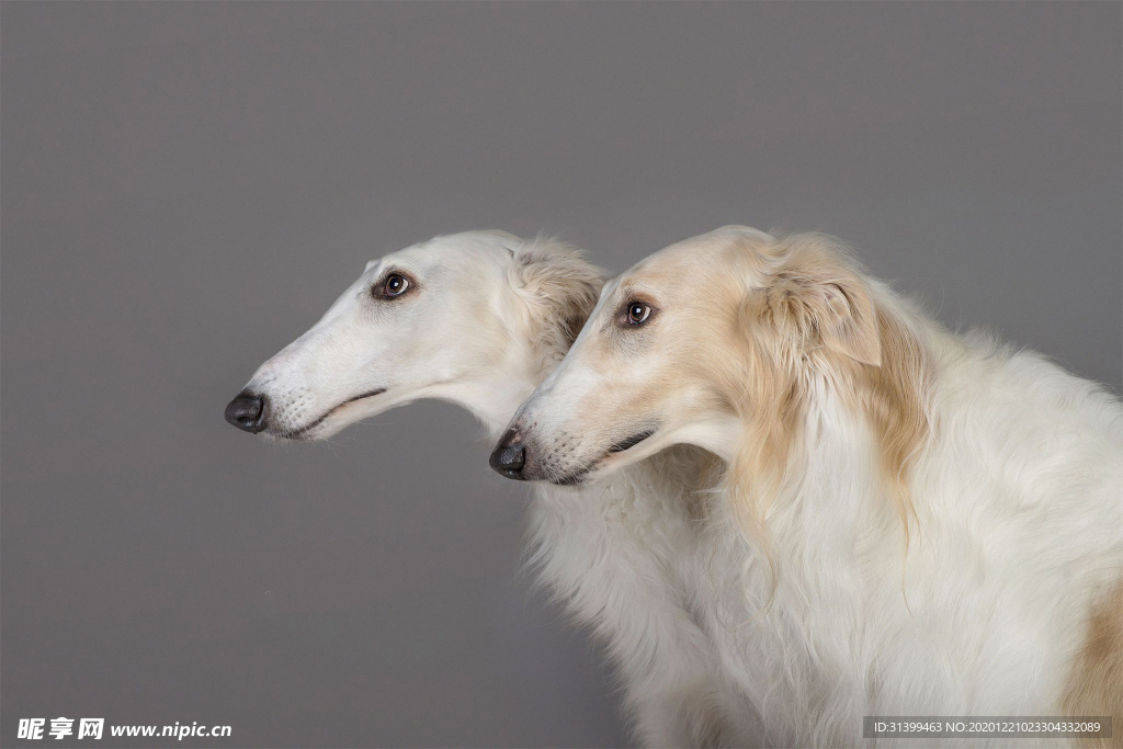 动物 宠物 狗 猫