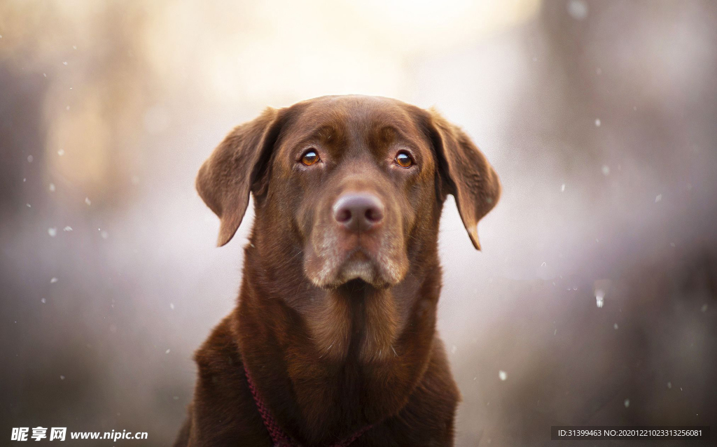动物 宠物 狗 猫