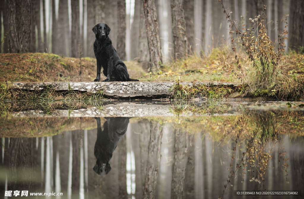 动物 宠物 狗 猫