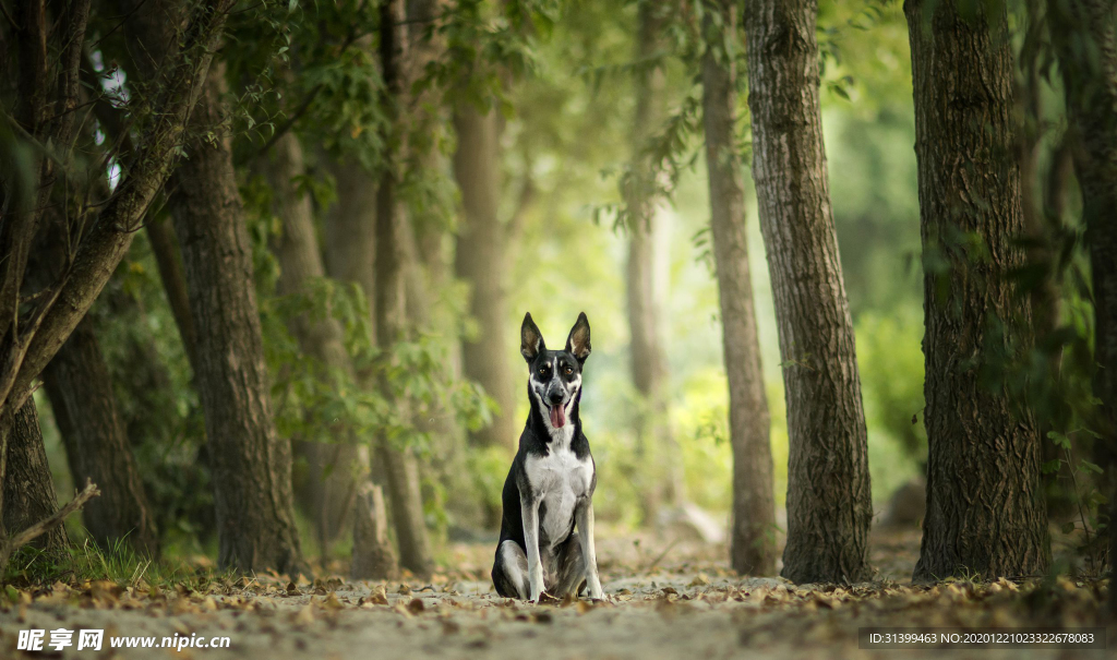 动物 宠物 狗 猫