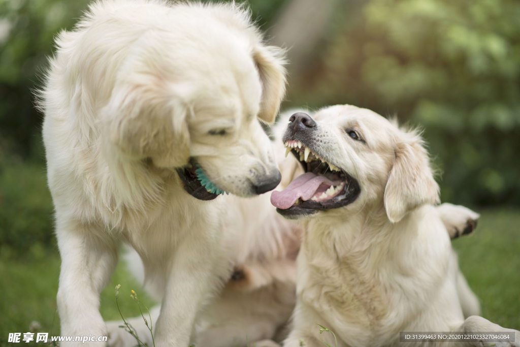 动物 宠物 狗 猫