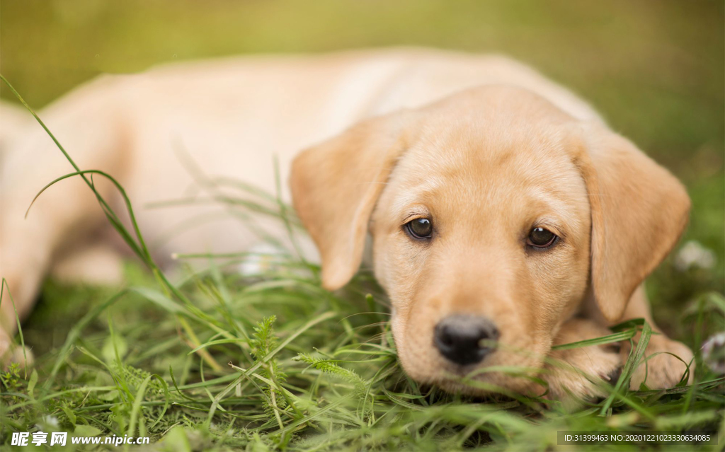 动物 宠物 狗 猫