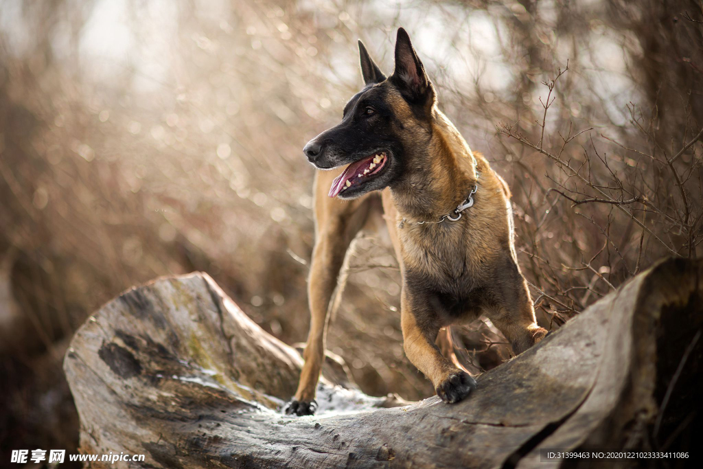 动物 宠物 狗 猫