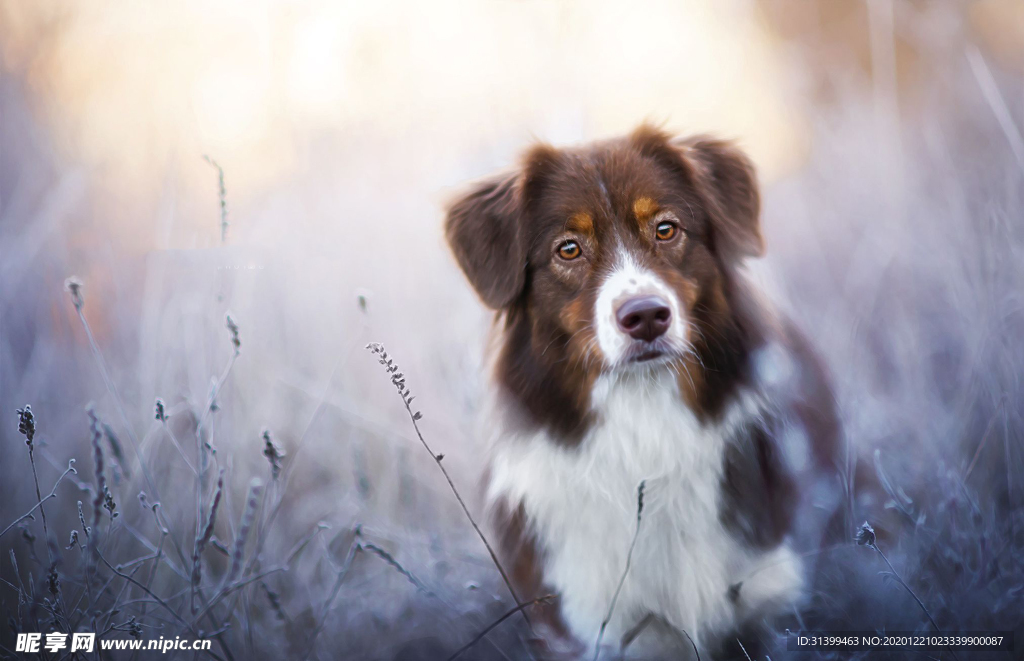 动物 宠物 狗 猫