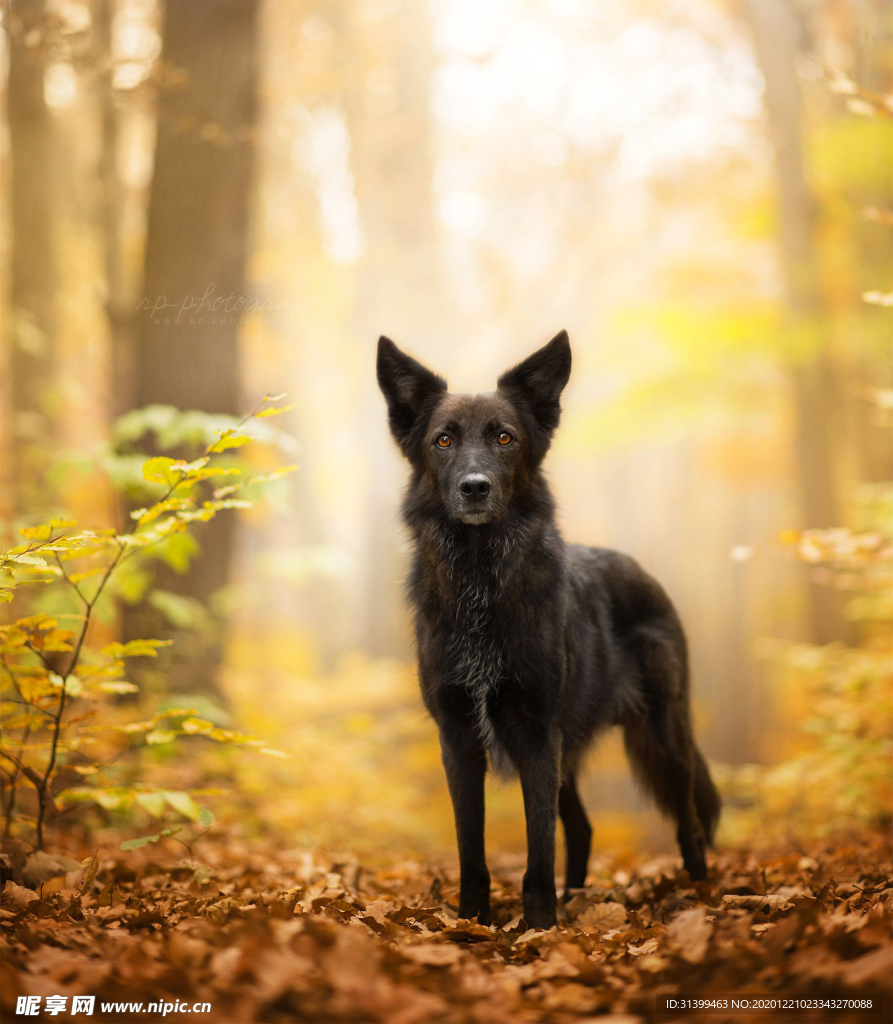 动物 宠物 狗 猫