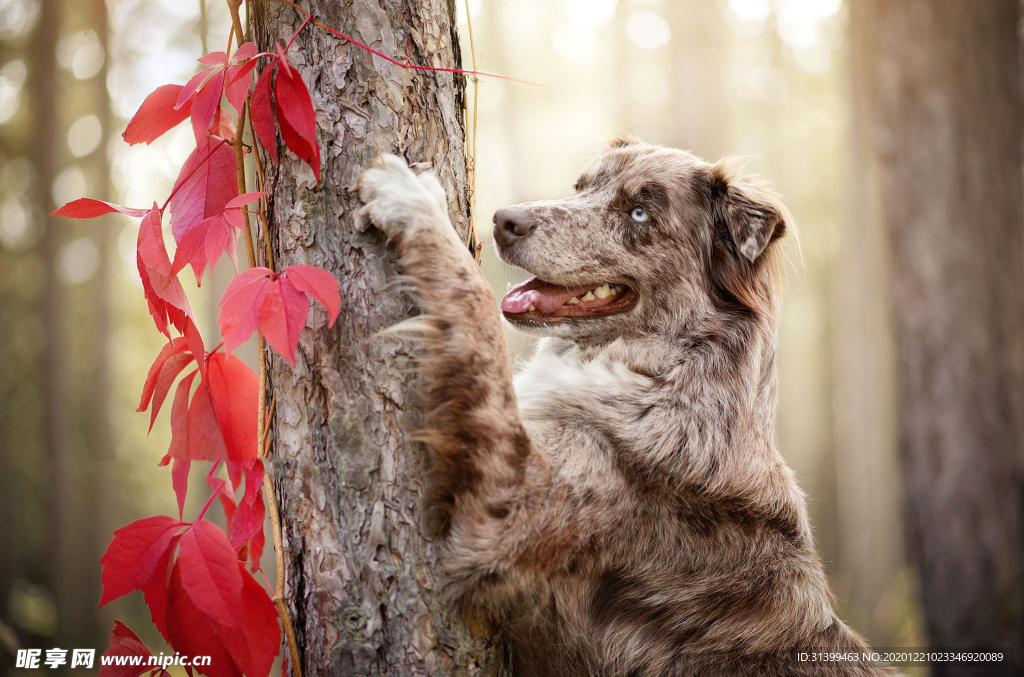动物 宠物 狗 猫