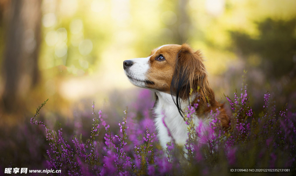 动物 宠物 狗 猫
