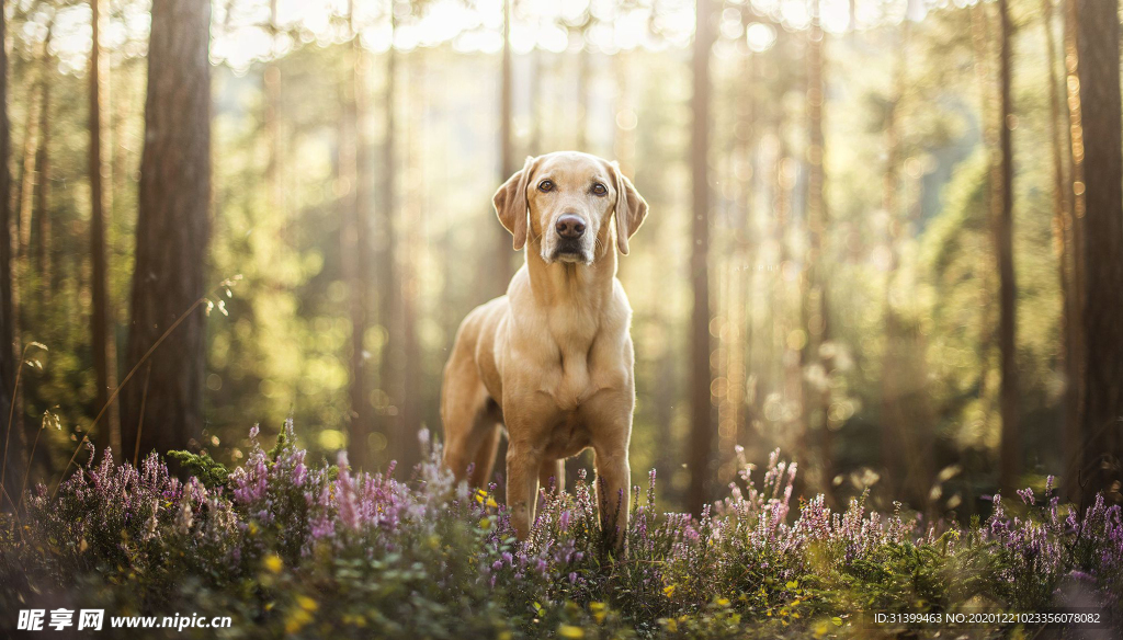 动物 宠物 狗 猫