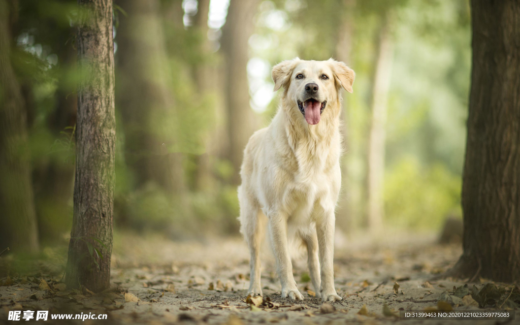 动物 宠物 狗 猫