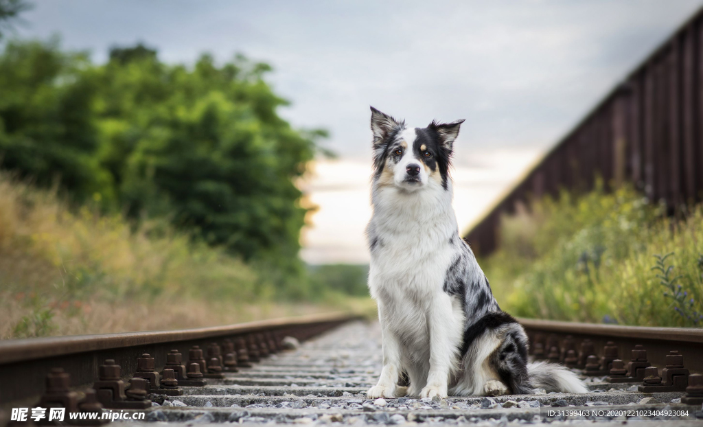 动物 宠物 狗 猫