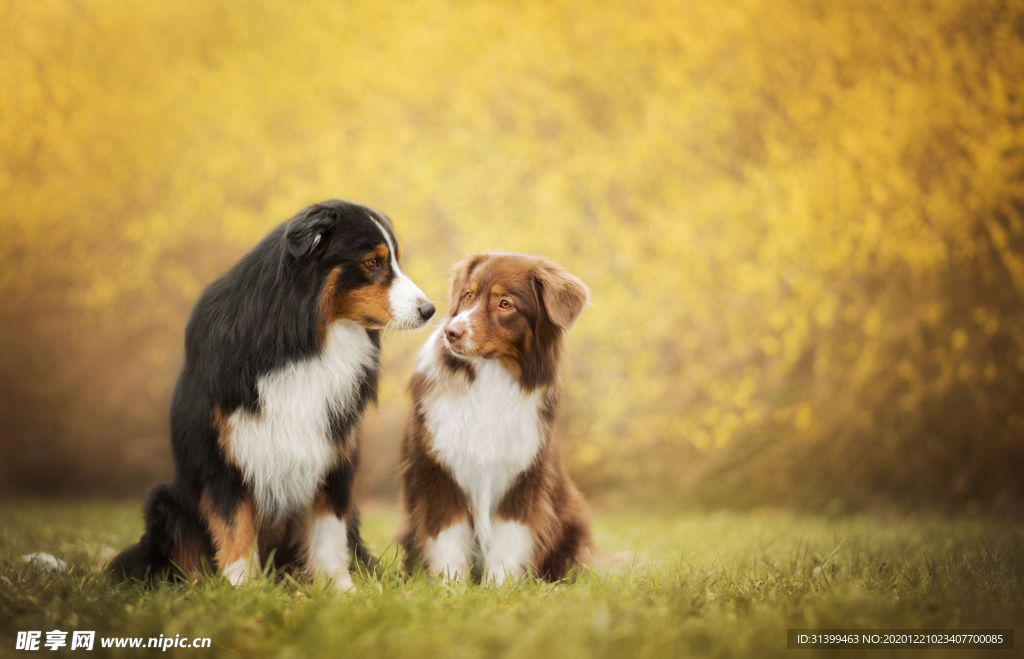 动物 宠物 狗 猫