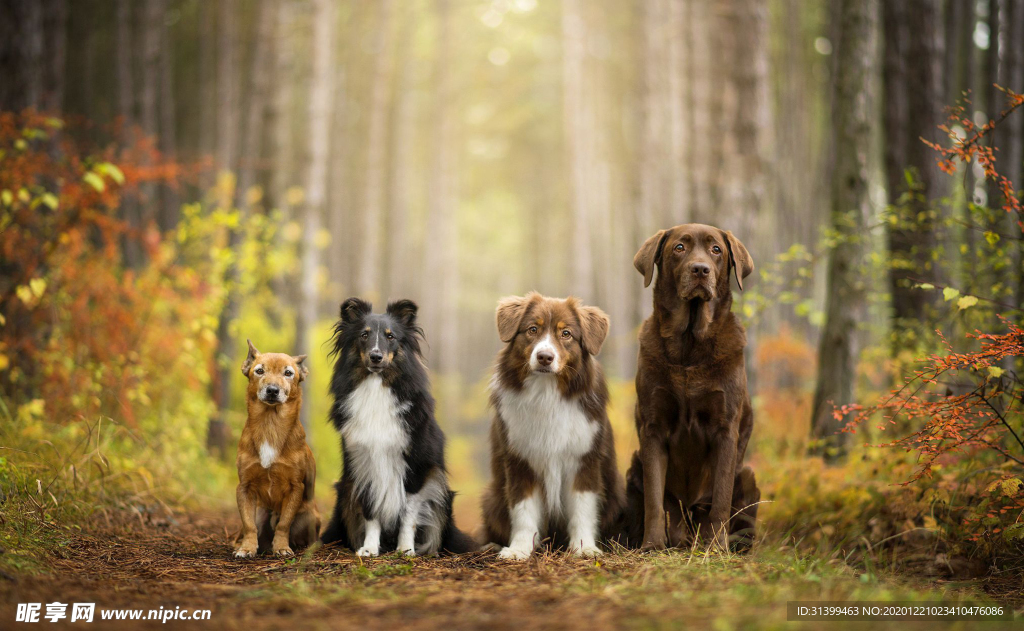 动物 宠物 狗 猫