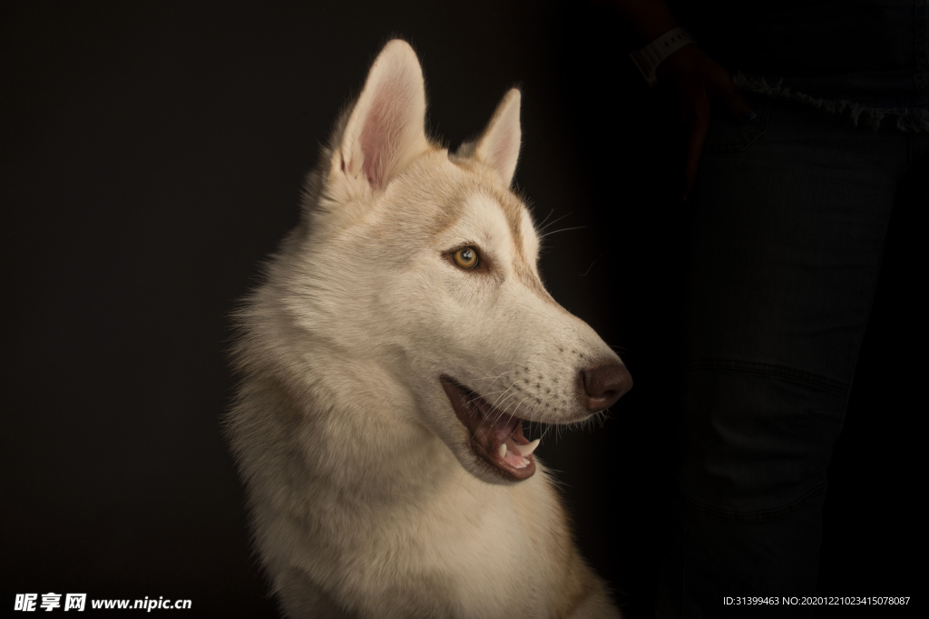 动物 宠物 狗 猫