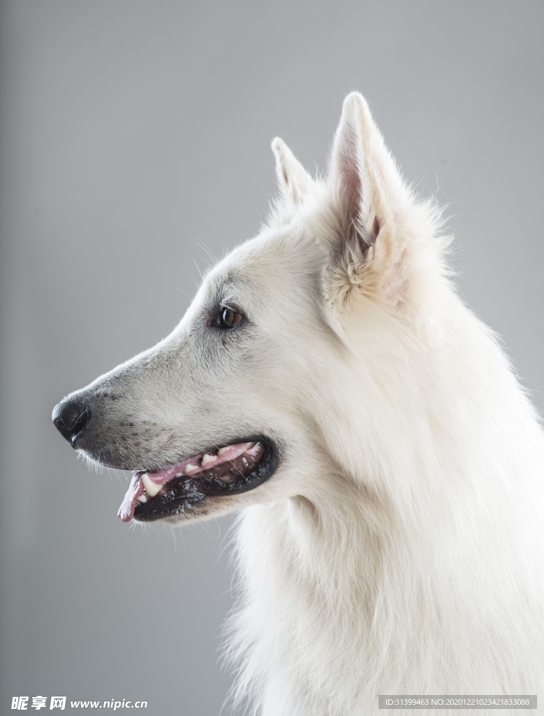 动物 宠物 狗 猫