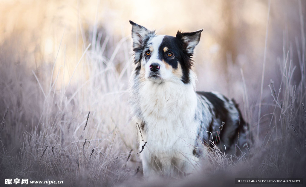 动物 宠物 狗 猫