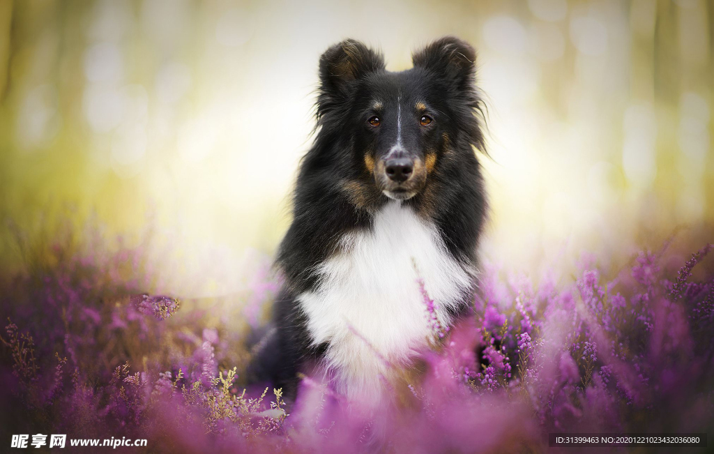 动物 宠物 狗 猫