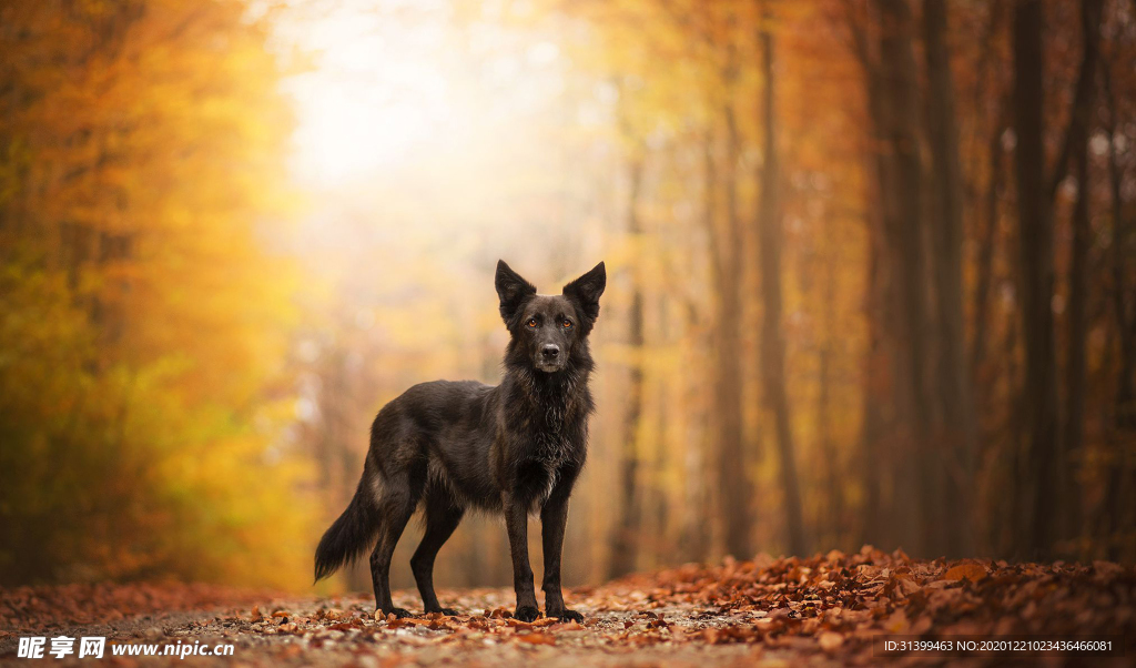 动物 宠物 狗 猫