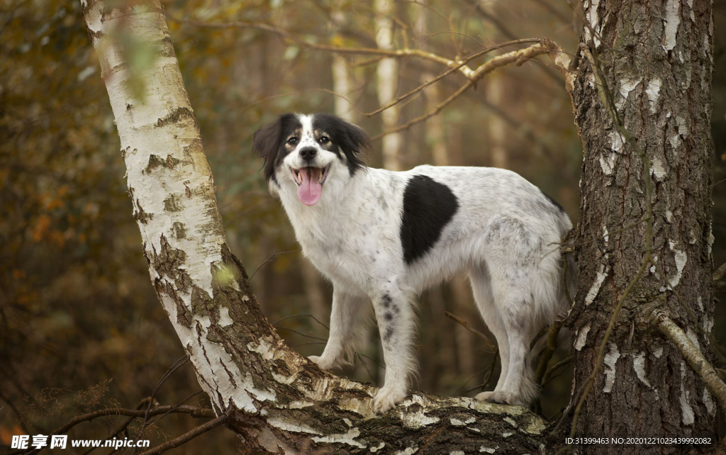 动物 宠物 狗 猫