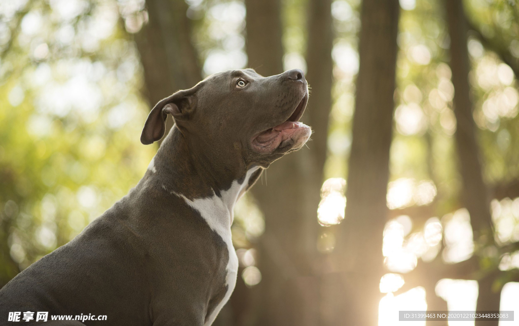 动物 宠物 狗 猫