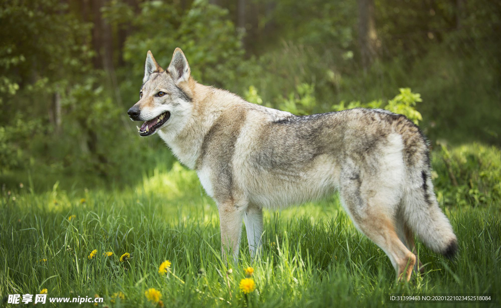 动物 宠物 狗 猫