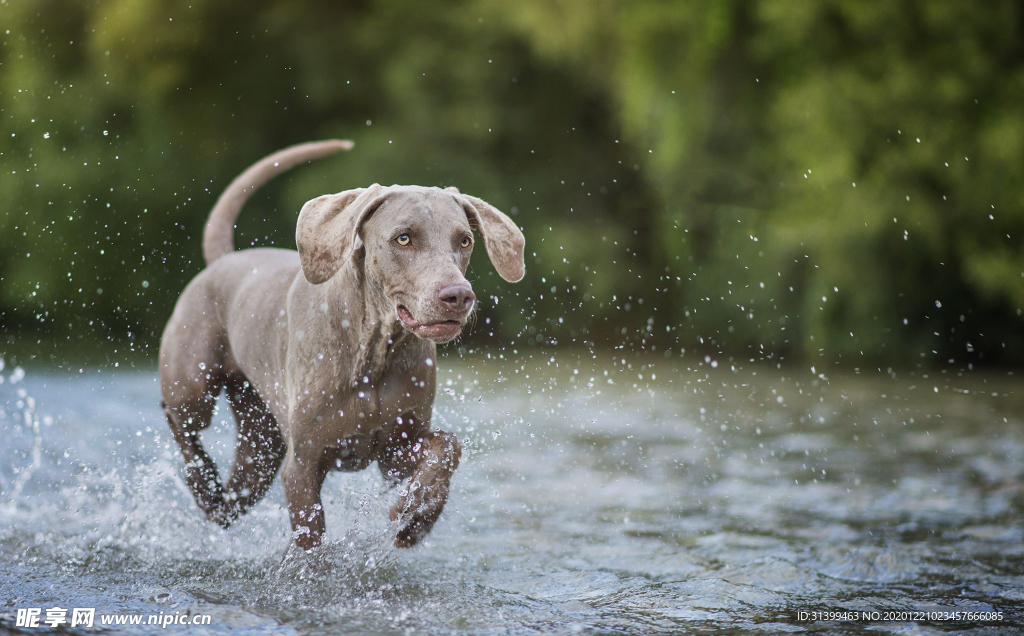 动物 宠物 狗 猫
