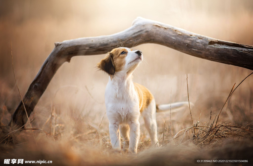 动物 宠物 狗 猫