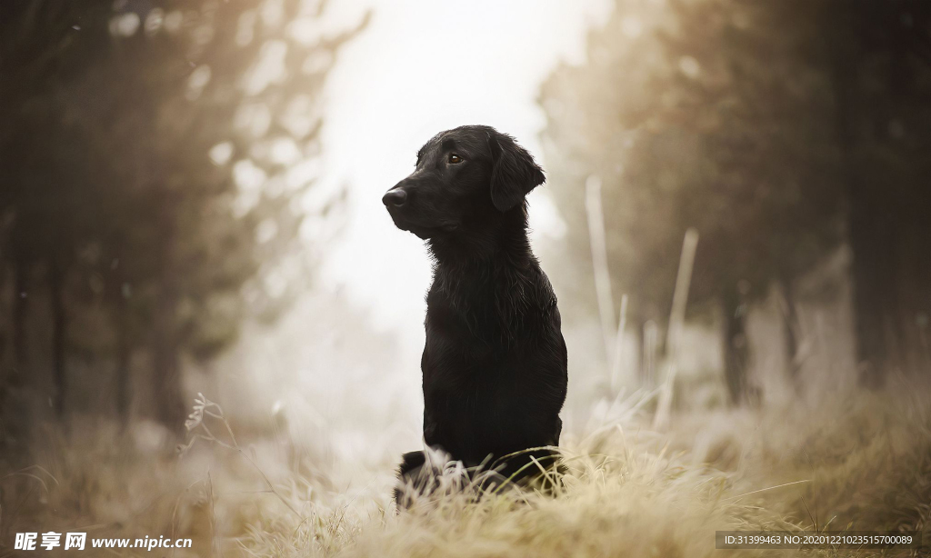 动物 宠物 狗 猫