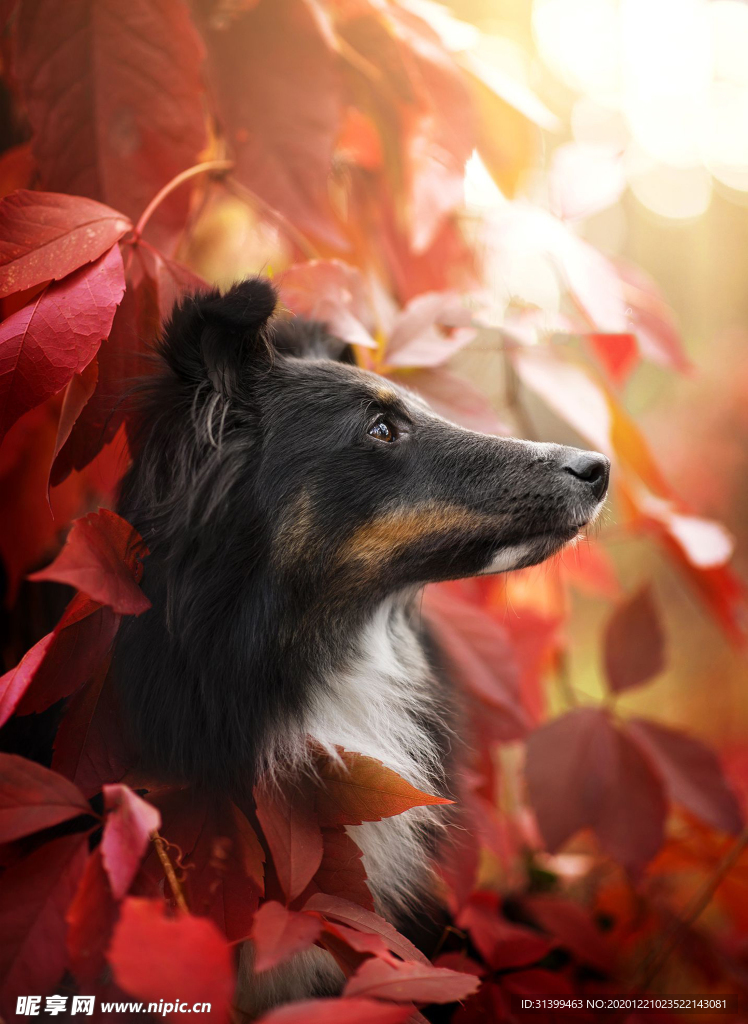 动物 宠物 狗 猫