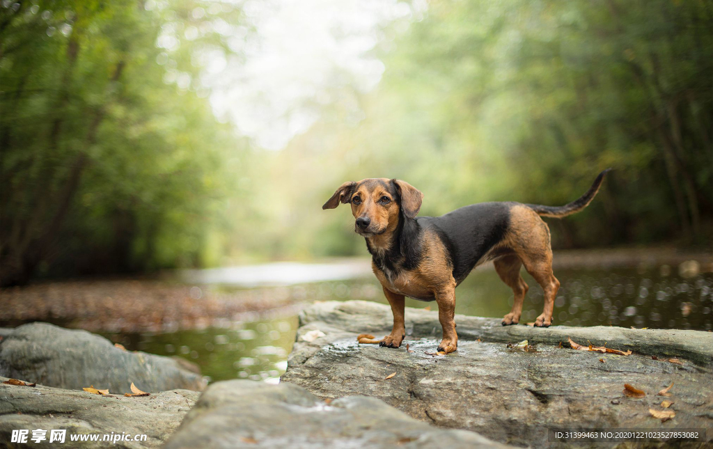 动物 宠物 狗 猫