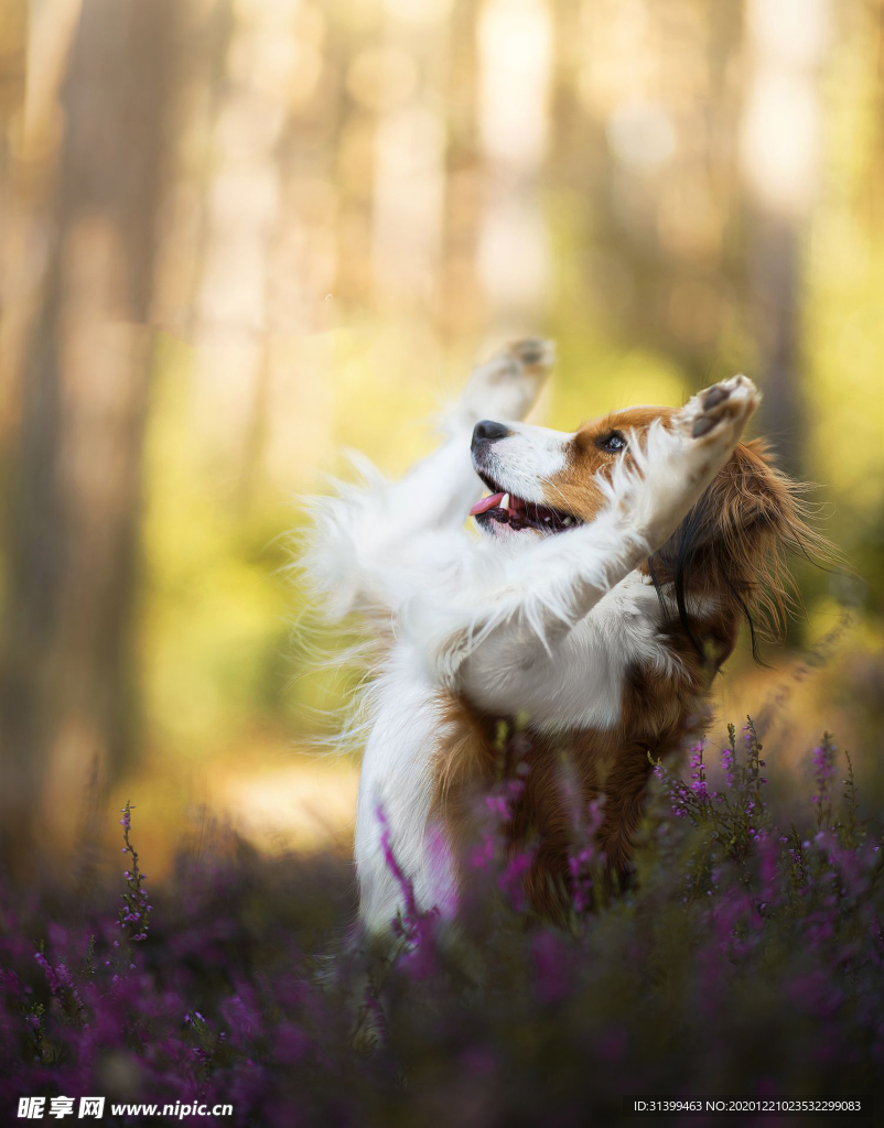 动物 宠物 狗 猫