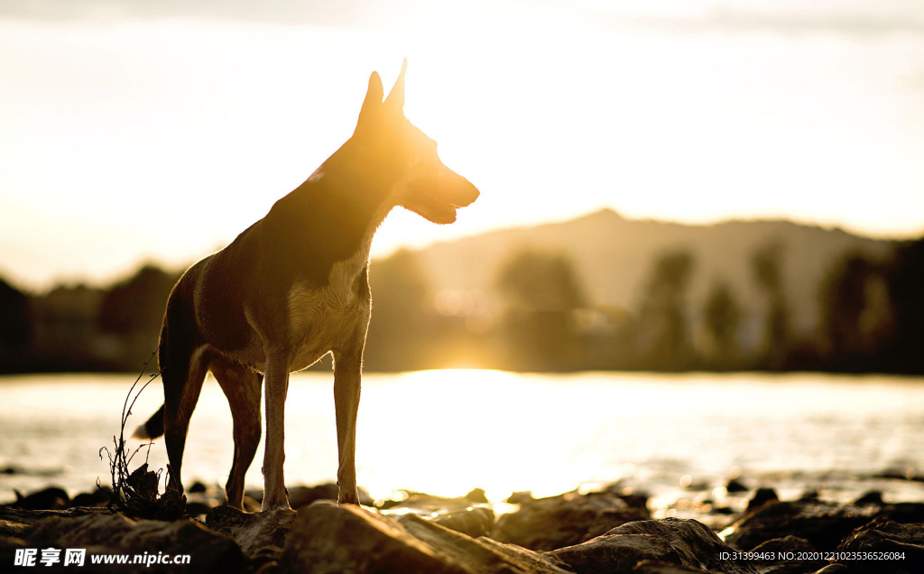 动物 宠物 狗 猫