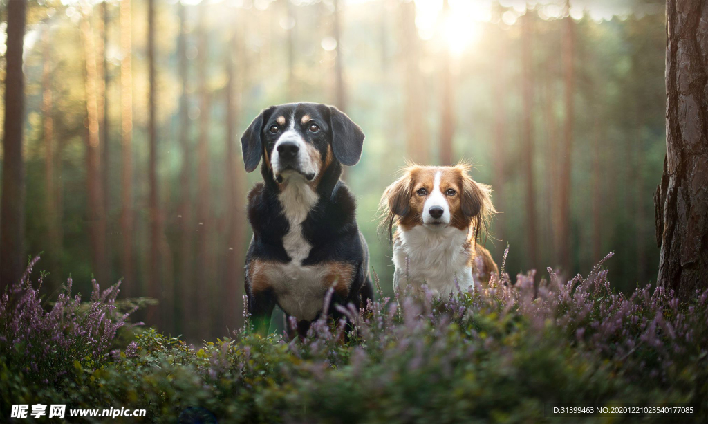 动物 宠物 狗 猫