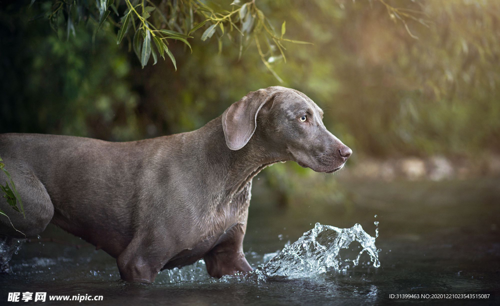 动物 宠物 狗 猫