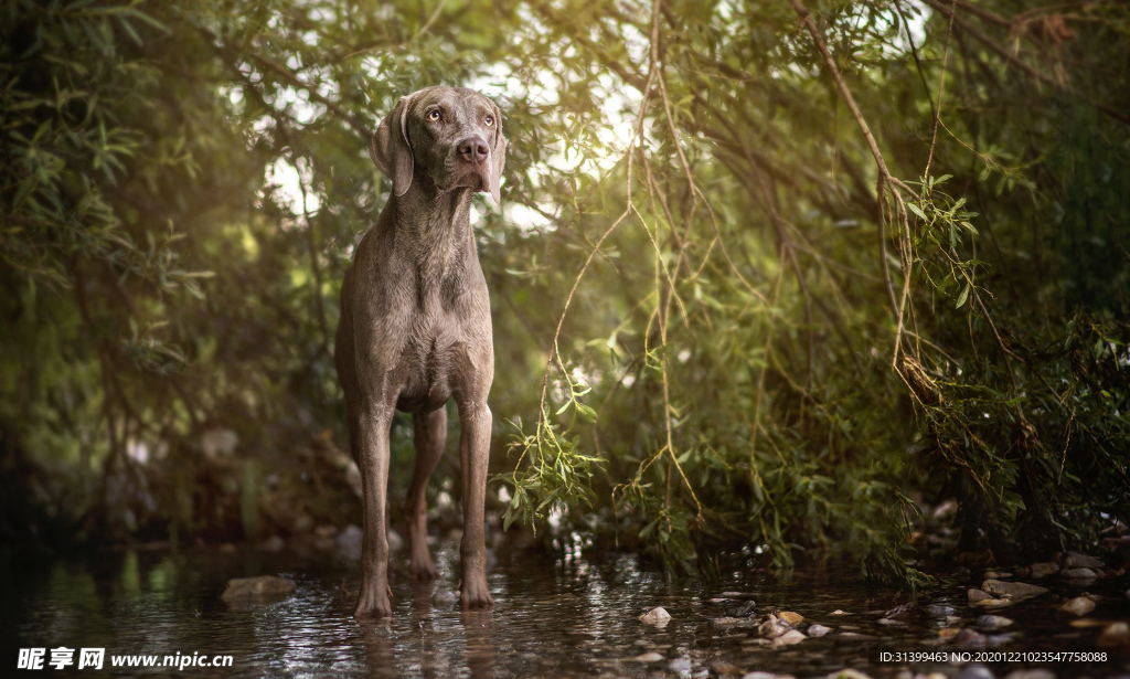 动物 宠物 狗 猫