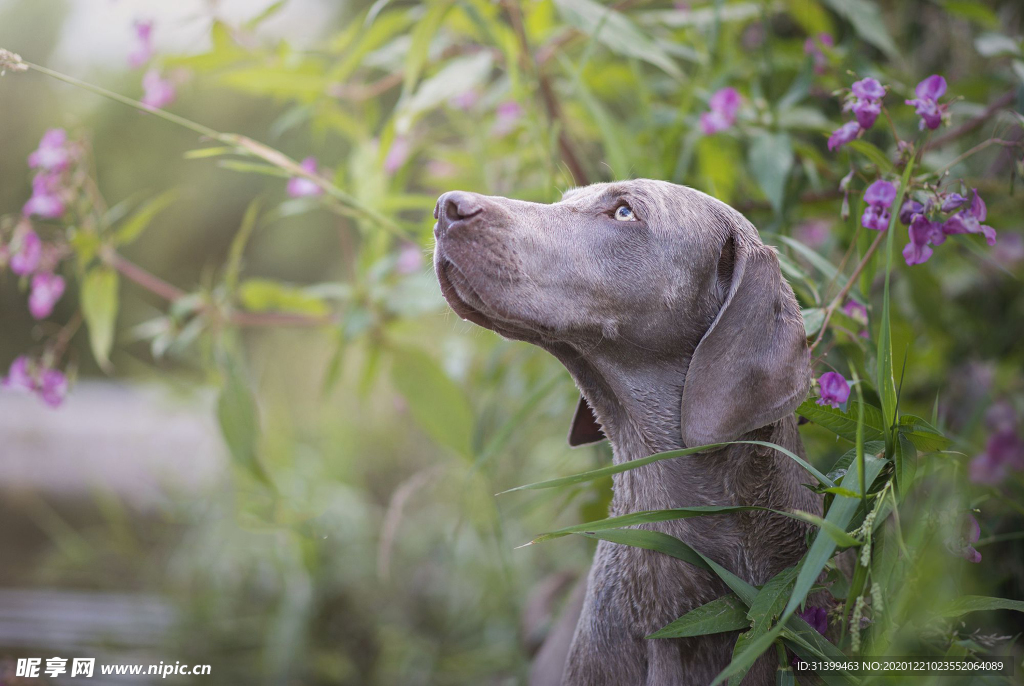 动物 宠物 狗 猫